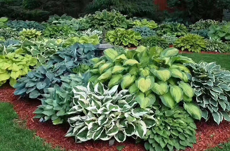福州公園彩色覆蓋物.jpg